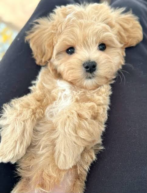 Maltipoo angle 2